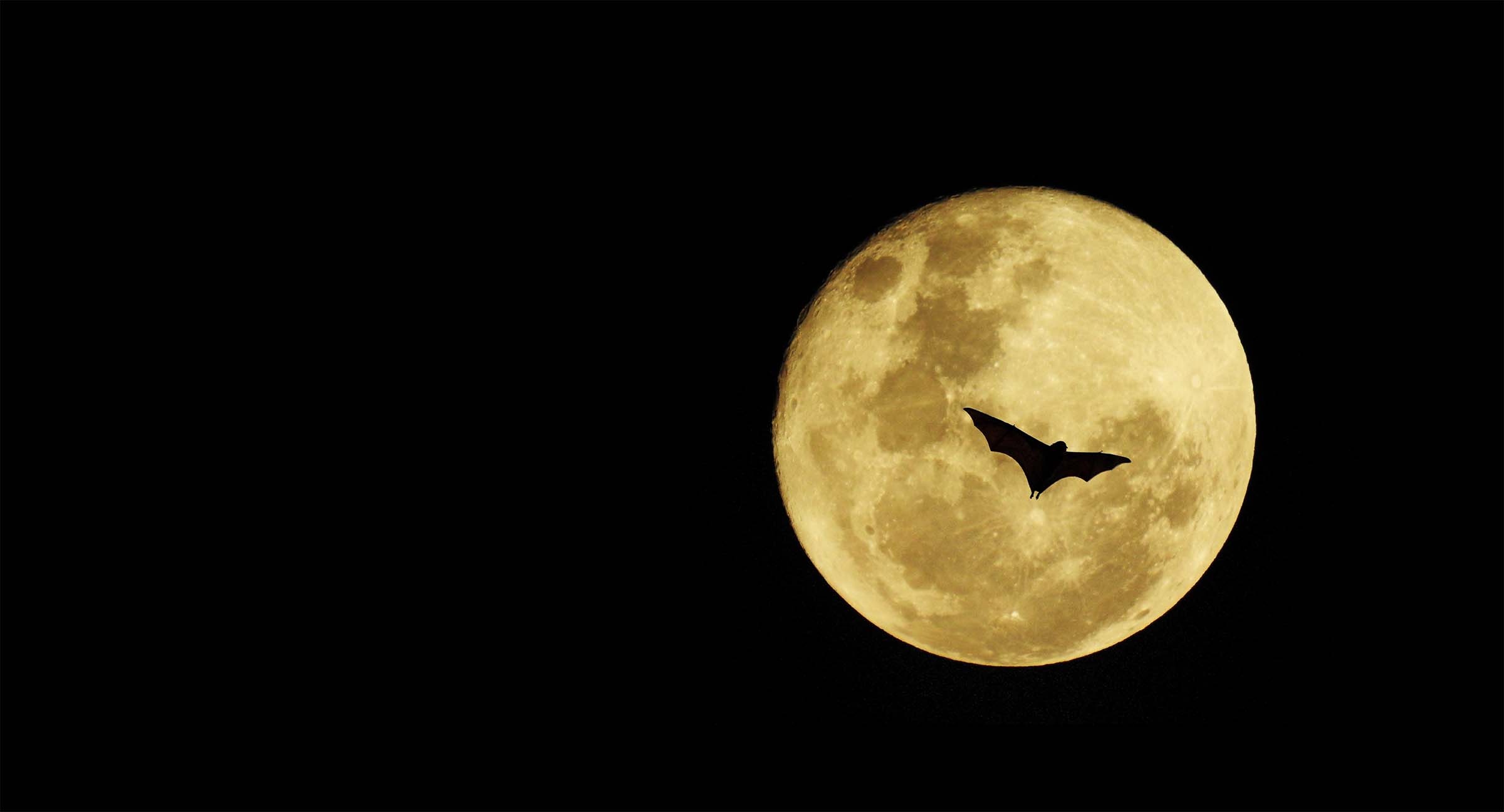 [image: A silhouetted black bat against a giant harvest moon, all in a black night sky]
